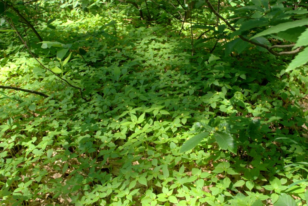 Impatiens parviflora / Balsamina minore