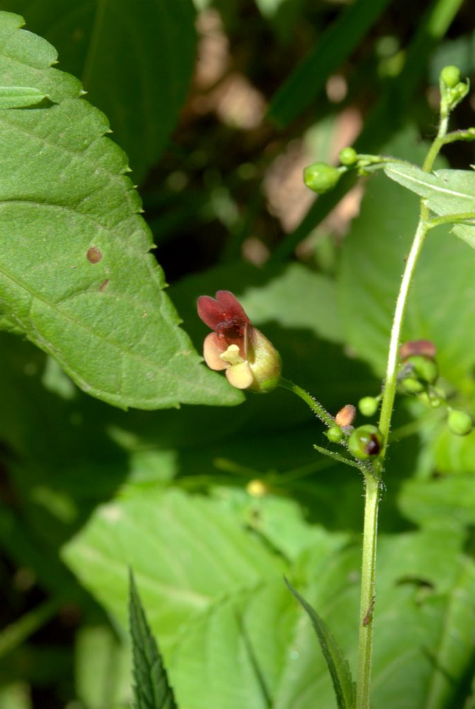 Scrophularia nodosa / Scrofularia nodosa