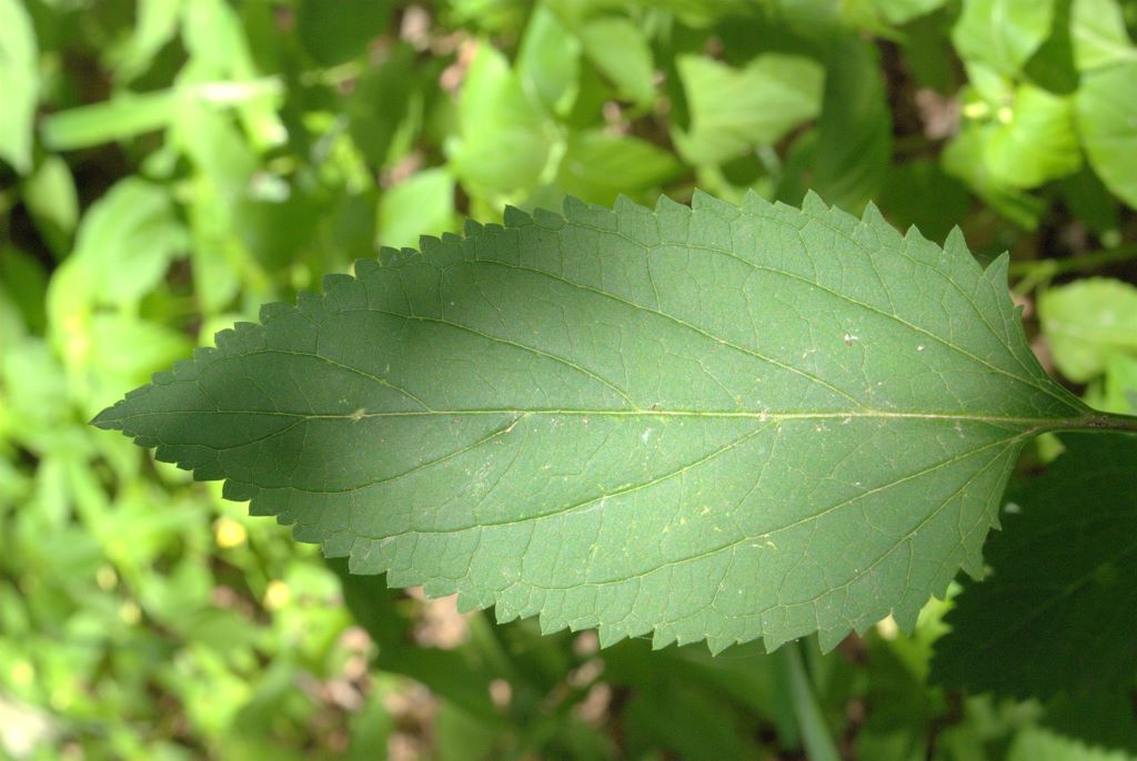 Scrophularia nodosa / Scrofularia nodosa