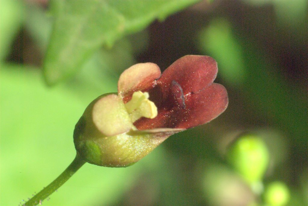 Scrophularia nodosa / Scrofularia nodosa