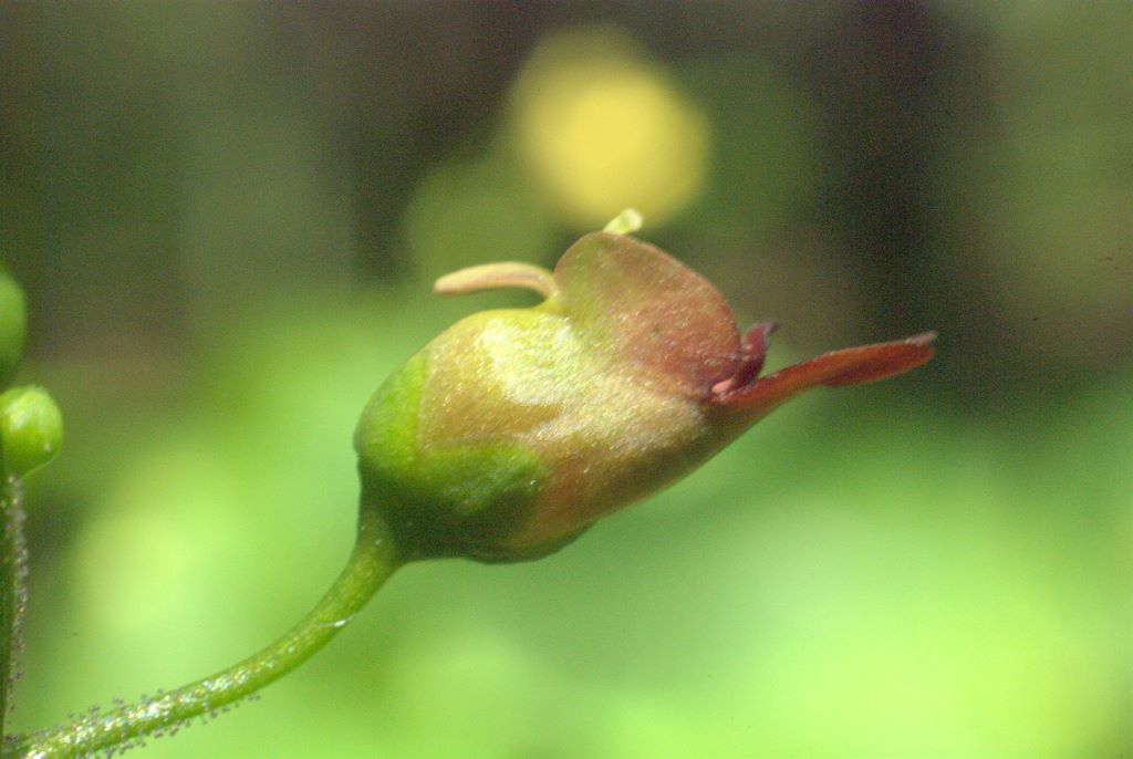 Scrophularia nodosa / Scrofularia nodosa