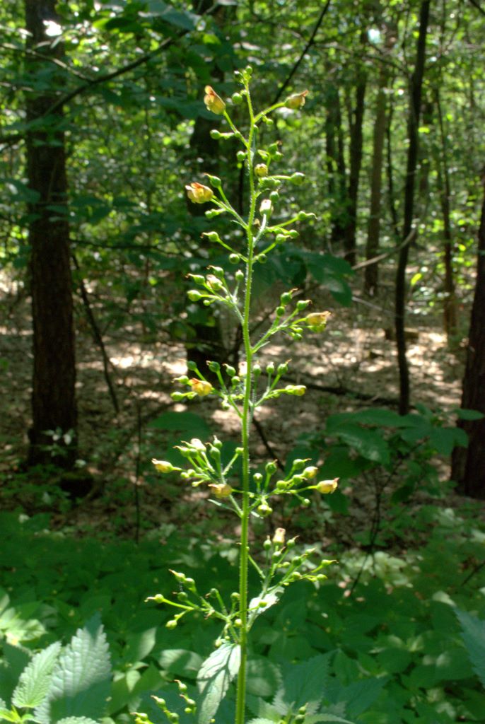 Scrophularia nodosa / Scrofularia nodosa