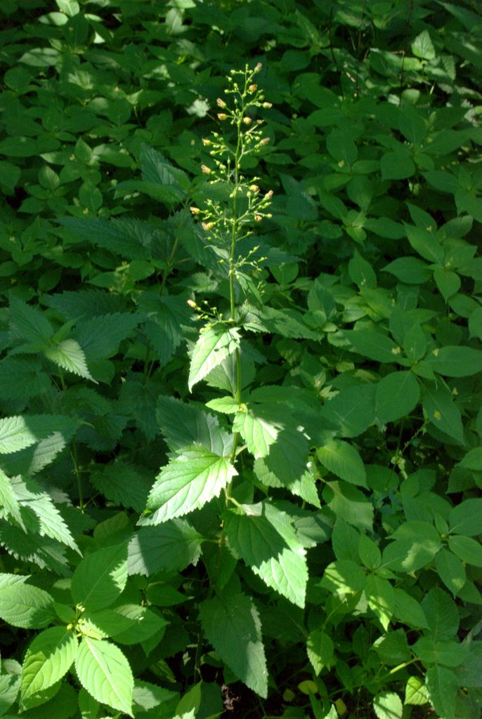 Scrophularia nodosa / Scrofularia nodosa