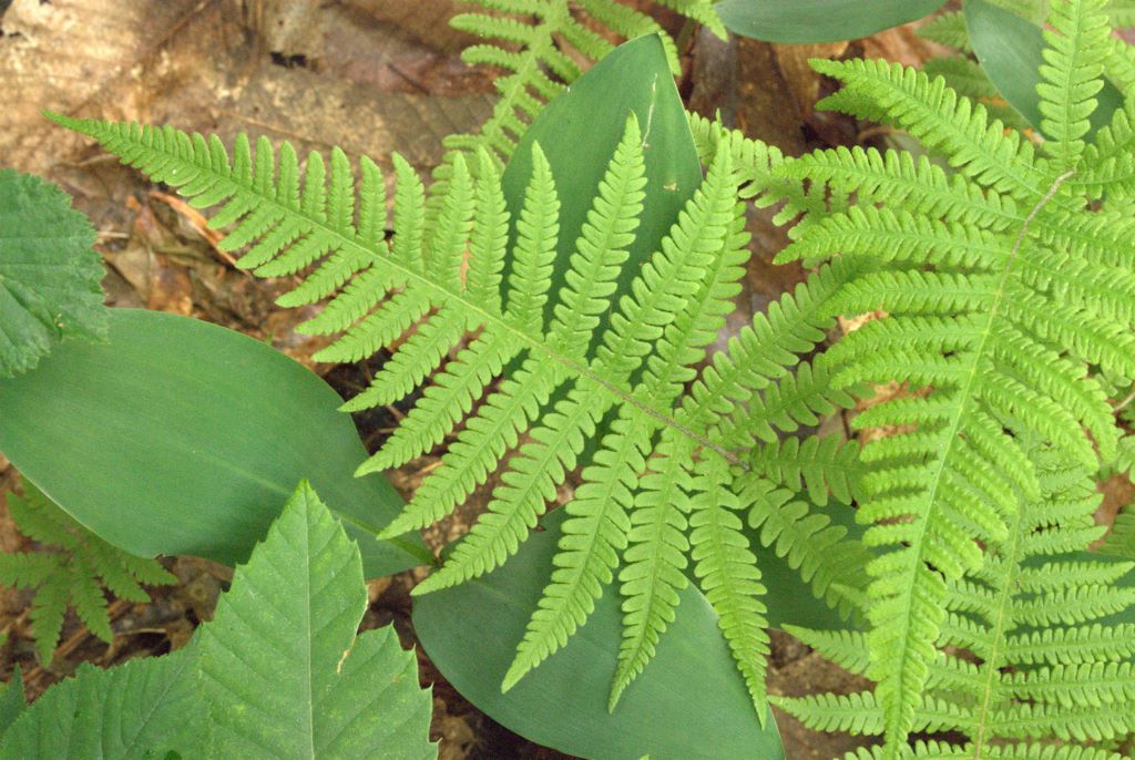 Phegopteris connectilis / Felce dei faggi