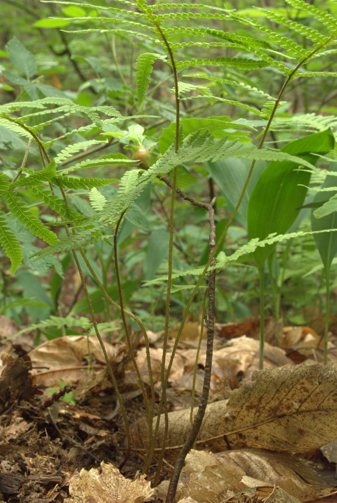 Phegopteris connectilis / Felce dei faggi