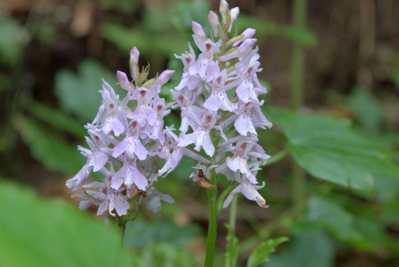 Dactylorhiza fuchsii?