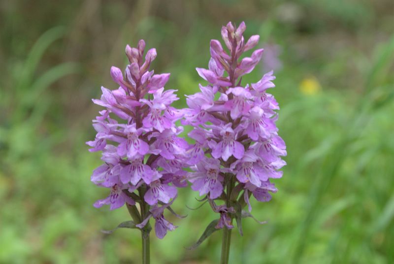Dactylorhiza fuchsii?