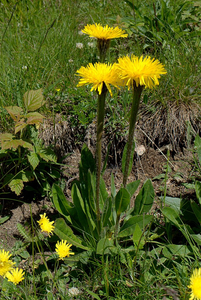 Hypochaeris uniflora