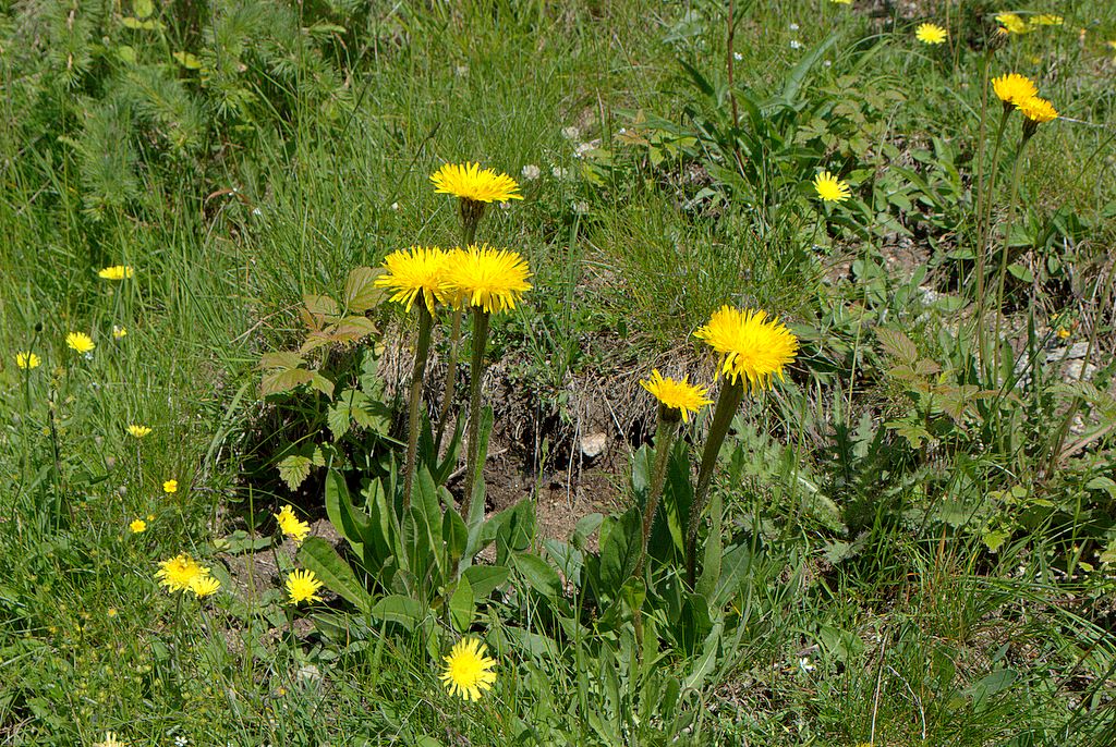 Hypochaeris uniflora