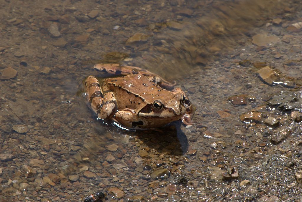 Rana da determinare - Rana temporaria