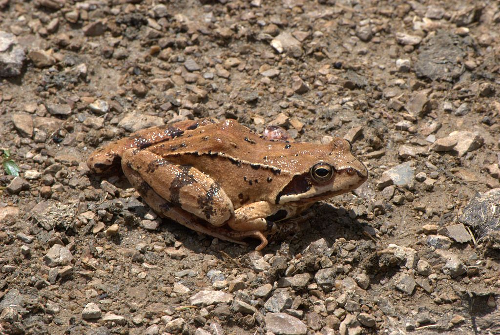 Rana da determinare - Rana temporaria