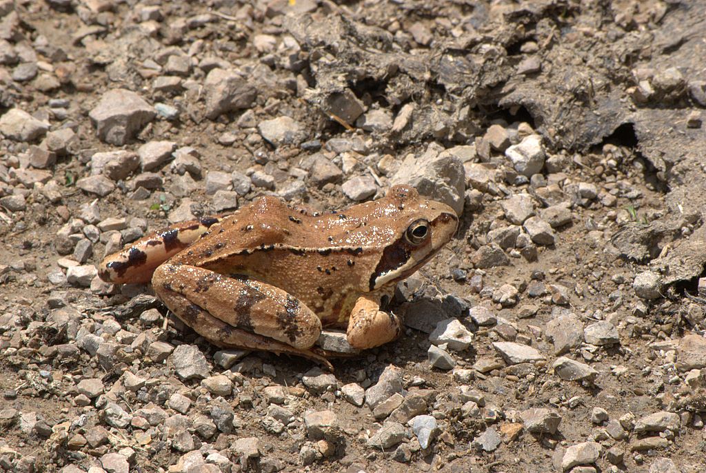 Rana da determinare - Rana temporaria