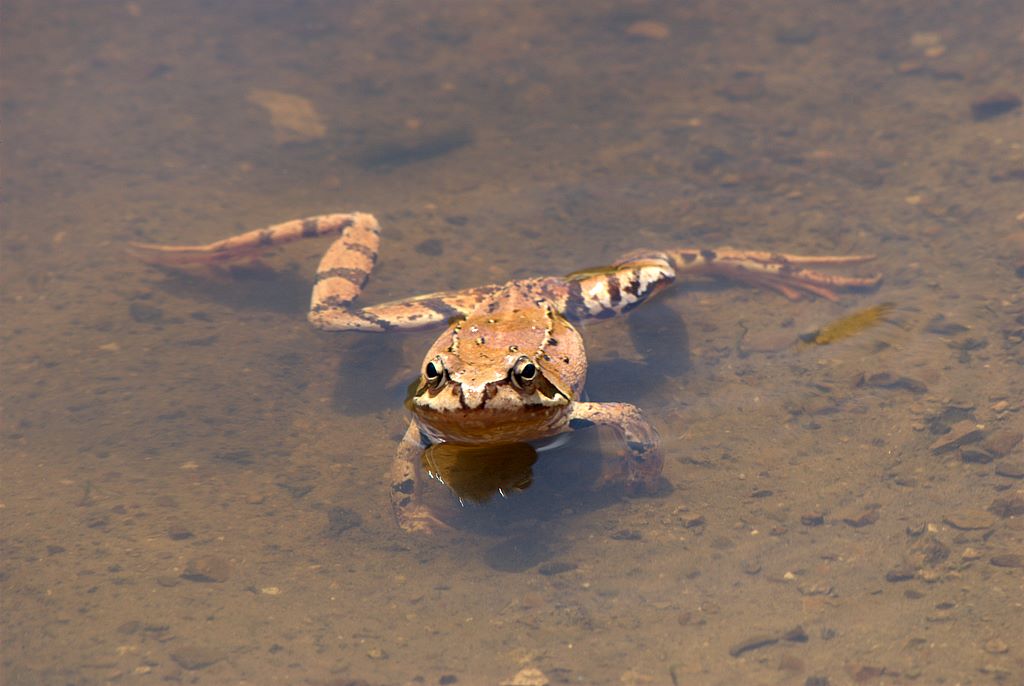 Rana da determinare - Rana temporaria