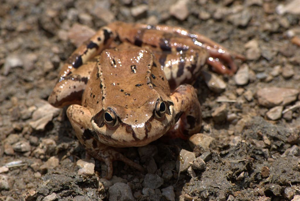 Rana da determinare - Rana temporaria