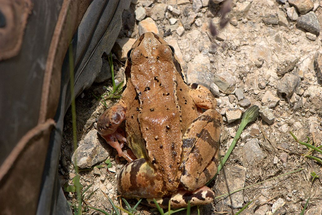 Rana da determinare - Rana temporaria
