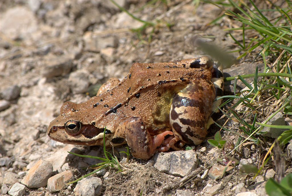 Rana da determinare - Rana temporaria