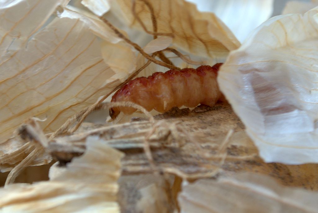 Bruco di Dyspessa ulula (Cossidae)