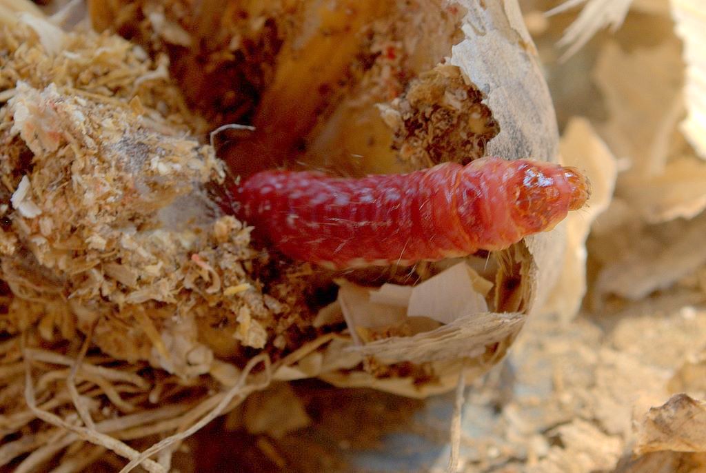 Bruco di Dyspessa ulula (Cossidae)
