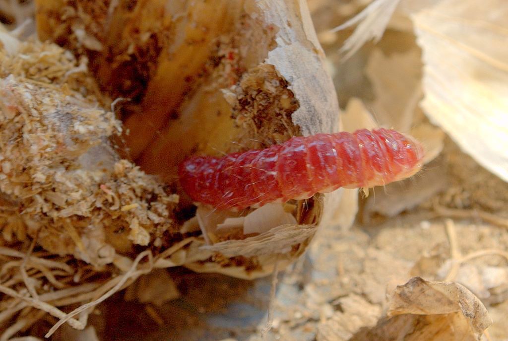 Bruco di Dyspessa ulula (Cossidae)