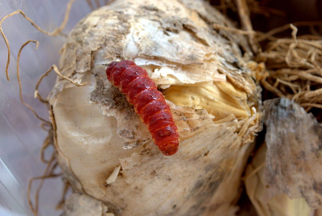 Bruco di Dyspessa ulula (Cossidae)