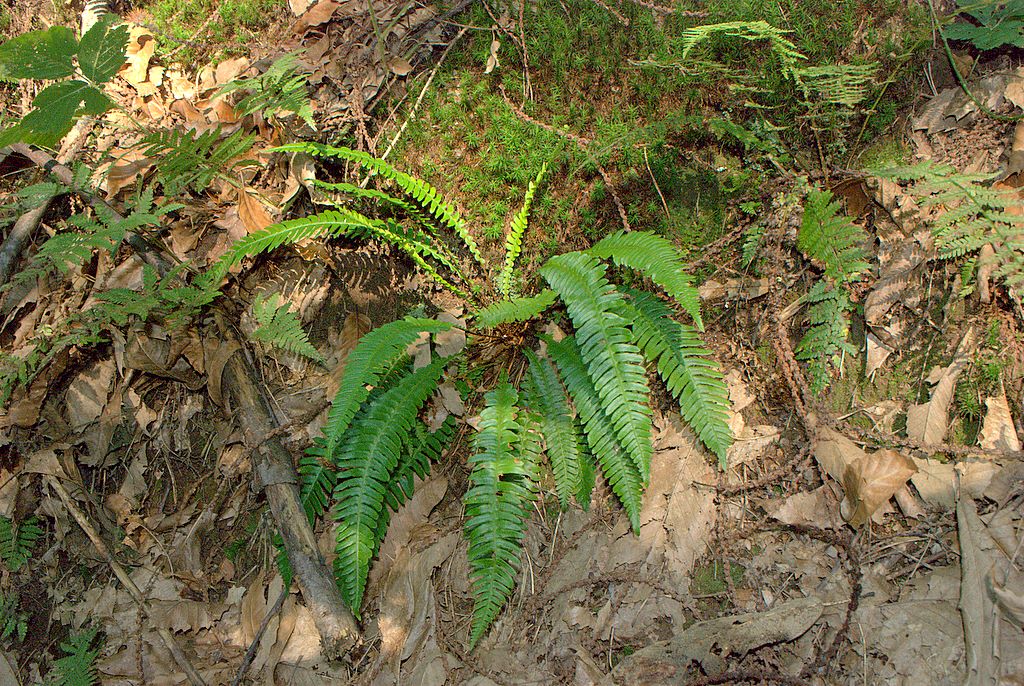 Struthiopteris spicant (= Blechnum spicant) / Lonchite minore