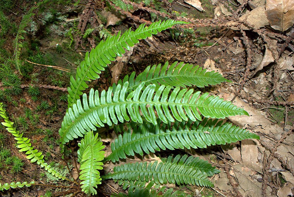 Struthiopteris spicant (= Blechnum spicant) / Lonchite minore