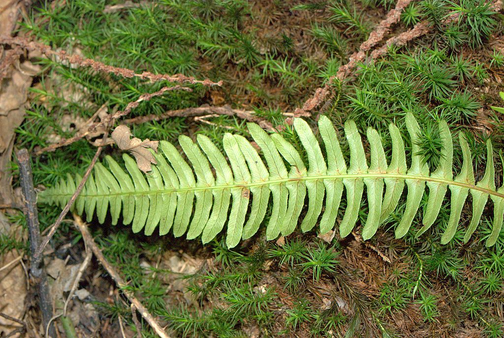 Struthiopteris spicant (= Blechnum spicant) / Lonchite minore