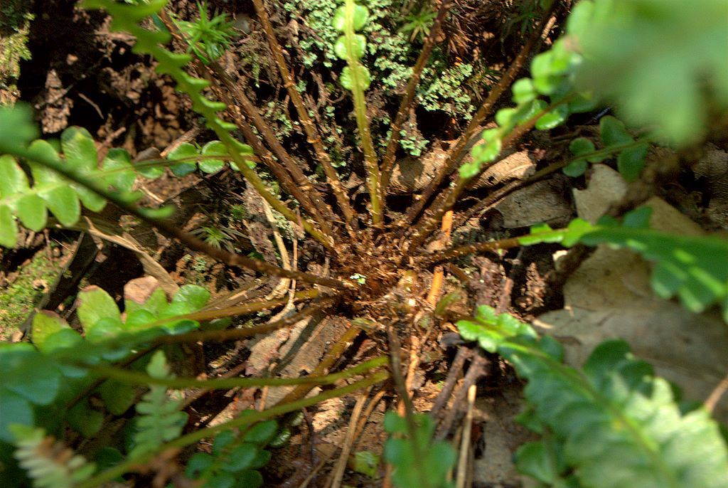 Struthiopteris spicant (= Blechnum spicant) / Lonchite minore