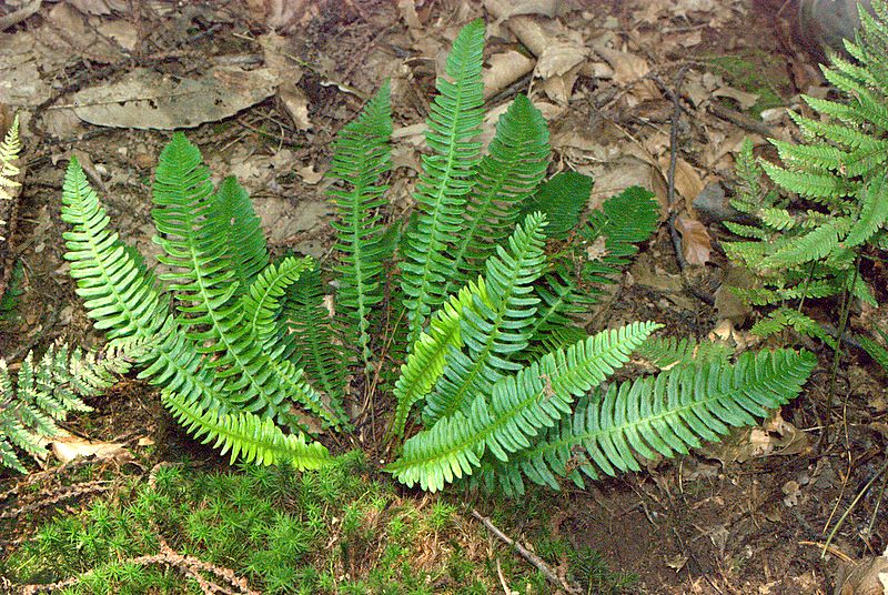 Struthiopteris spicant (= Blechnum spicant) / Lonchite minore