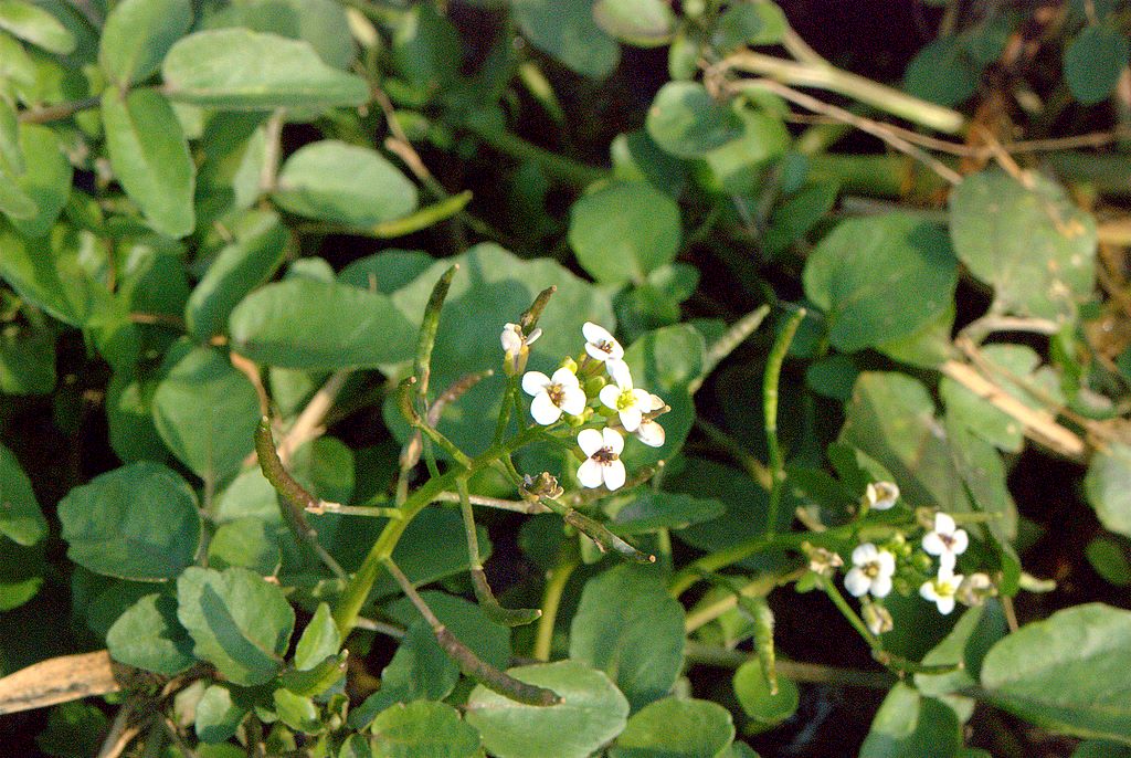 Nasturtium officinale / Crescione d''acqua