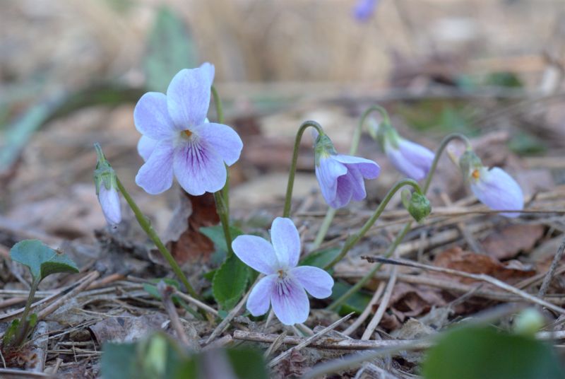 Viola hirta L. / Viola irta