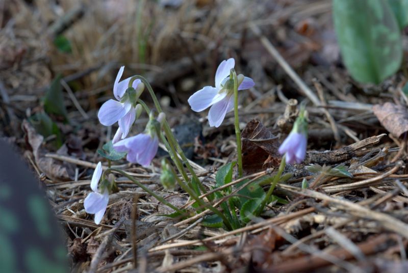 Viola hirta L. / Viola irta
