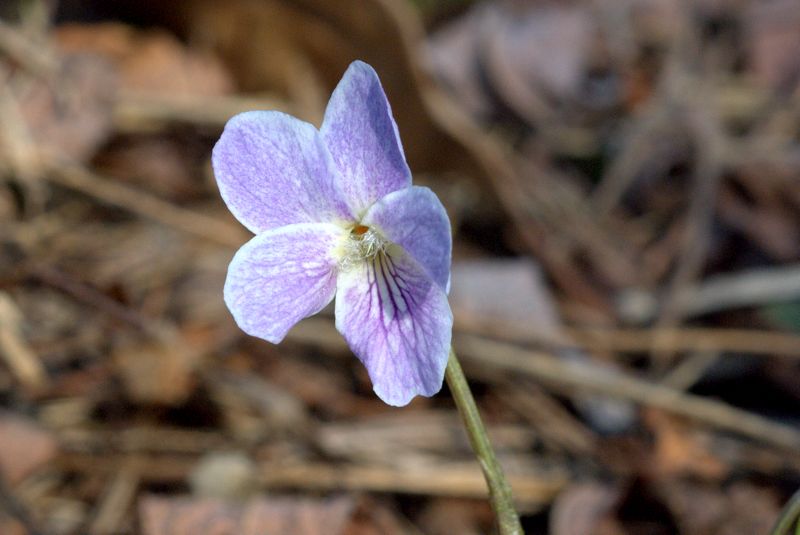 Viola hirta L. / Viola irta