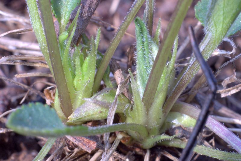 Viola hirta L. / Viola irta