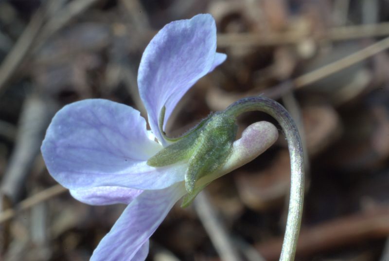 Viola hirta L. / Viola irta