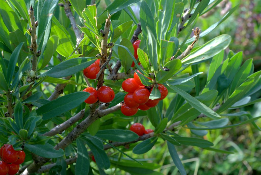 Daphne mezereum / Mezereo, fior di stecco