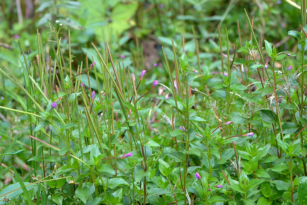 Epilobium cfr. alpestre