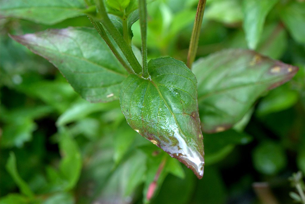 Epilobium cfr. alpestre