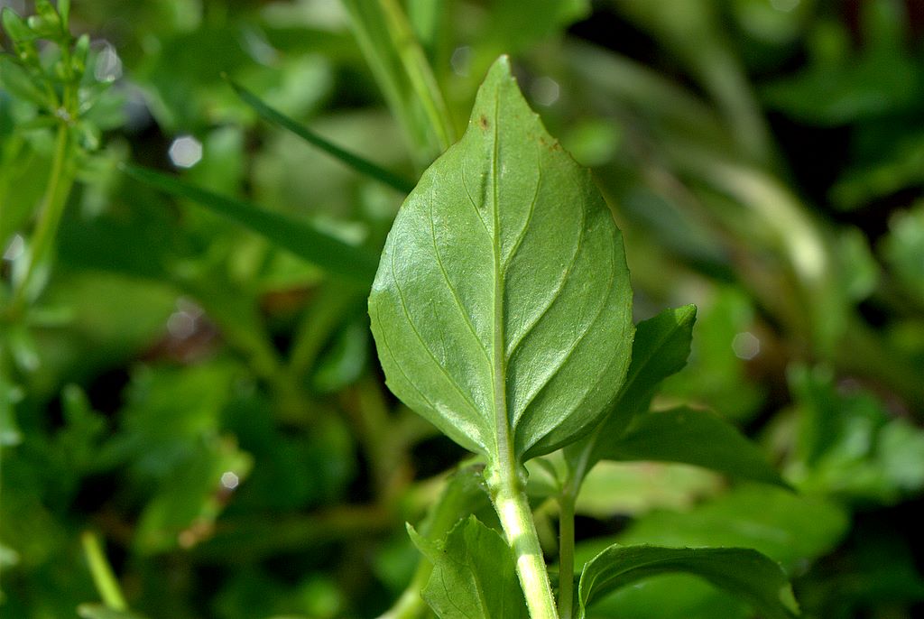 Epilobium cfr. alpestre