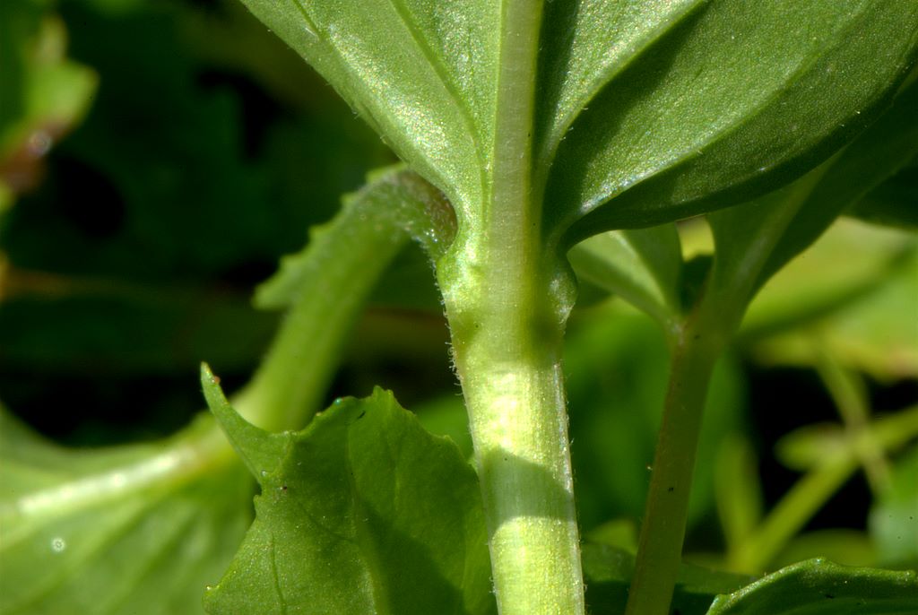 Epilobium cfr. alpestre