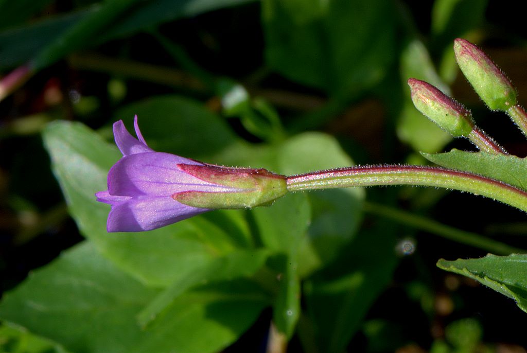 Epilobium cfr. alpestre