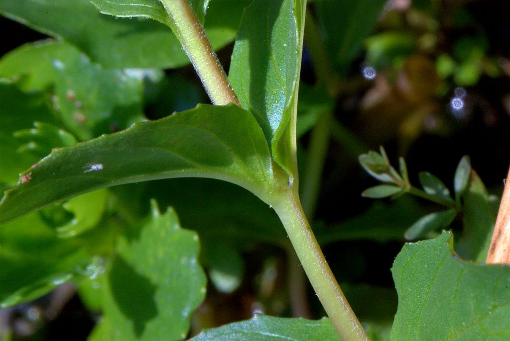 Epilobium cfr. alpestre