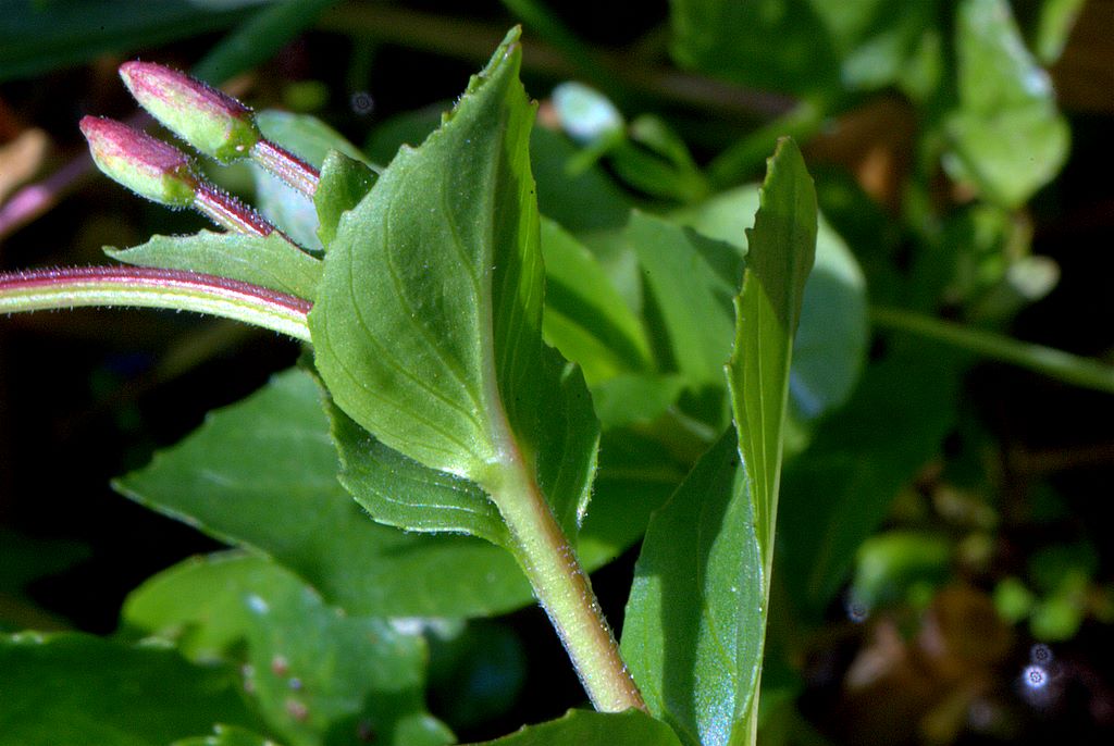 Epilobium cfr. alpestre