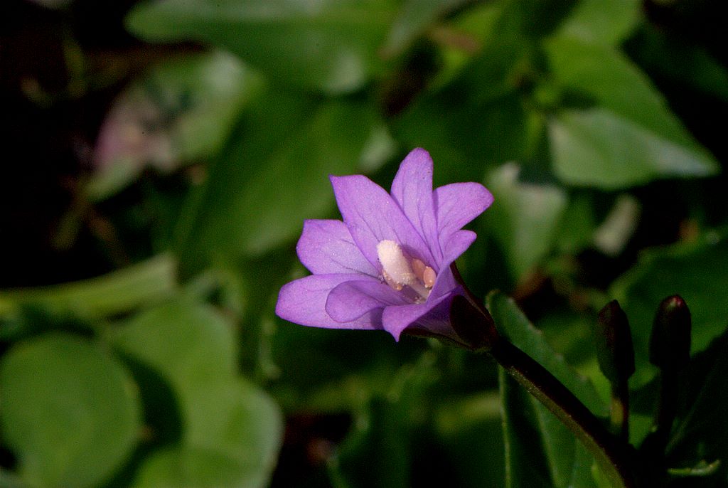 Epilobium cfr. alpestre