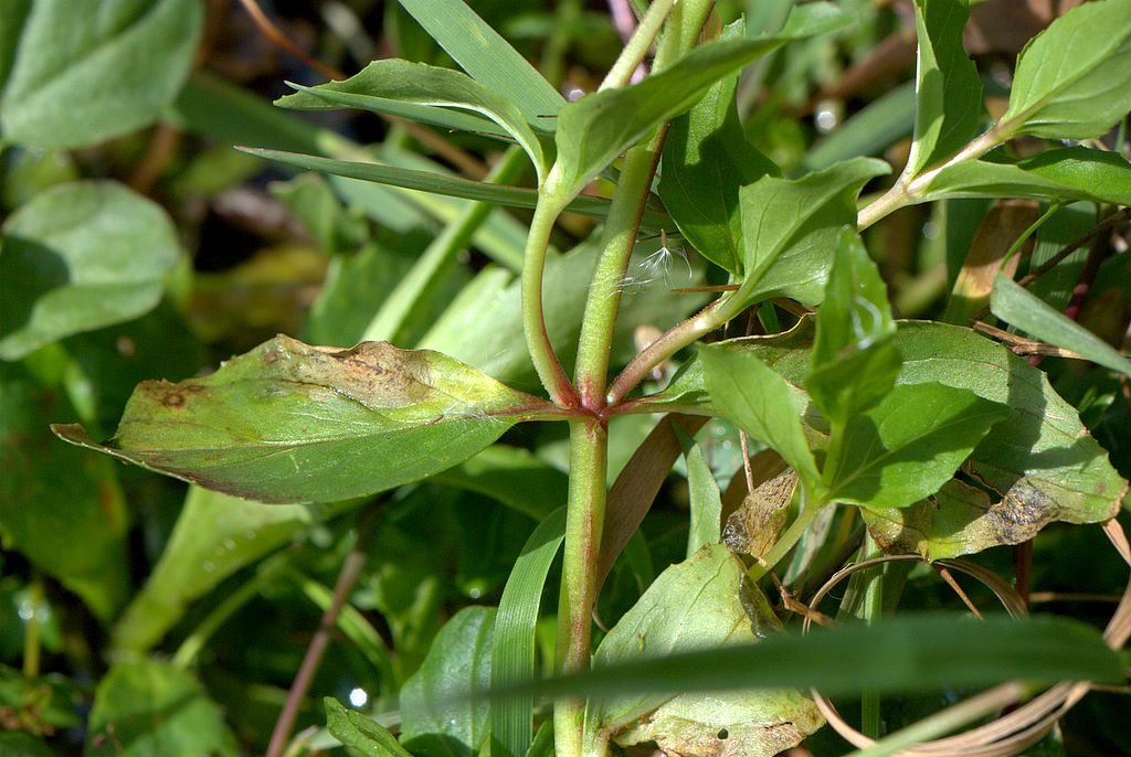 Epilobium cfr. alpestre