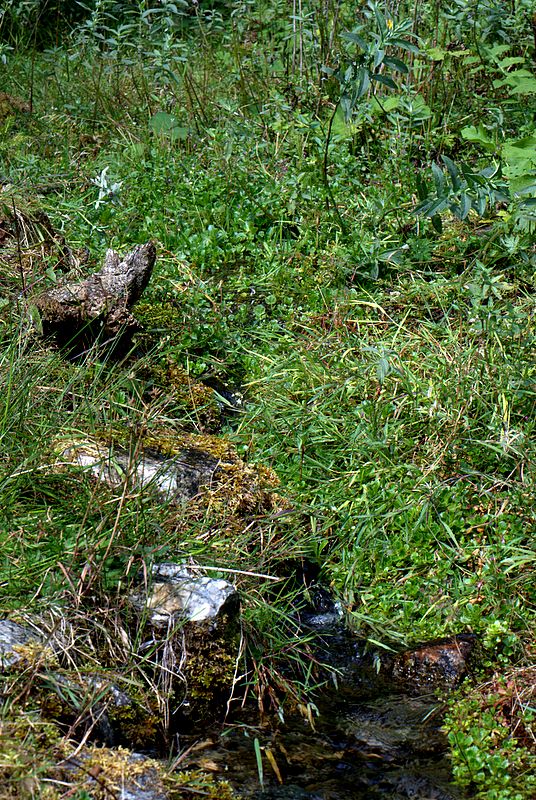 Epilobium cfr. alpestre