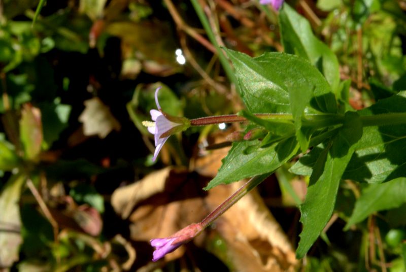 Epilobium cfr. alpestre