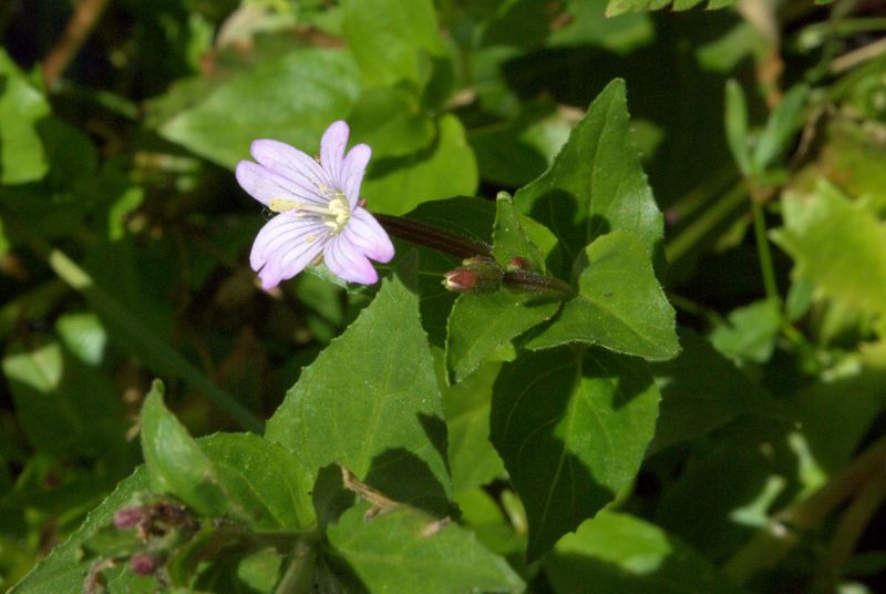 Epilobium cfr. alpestre