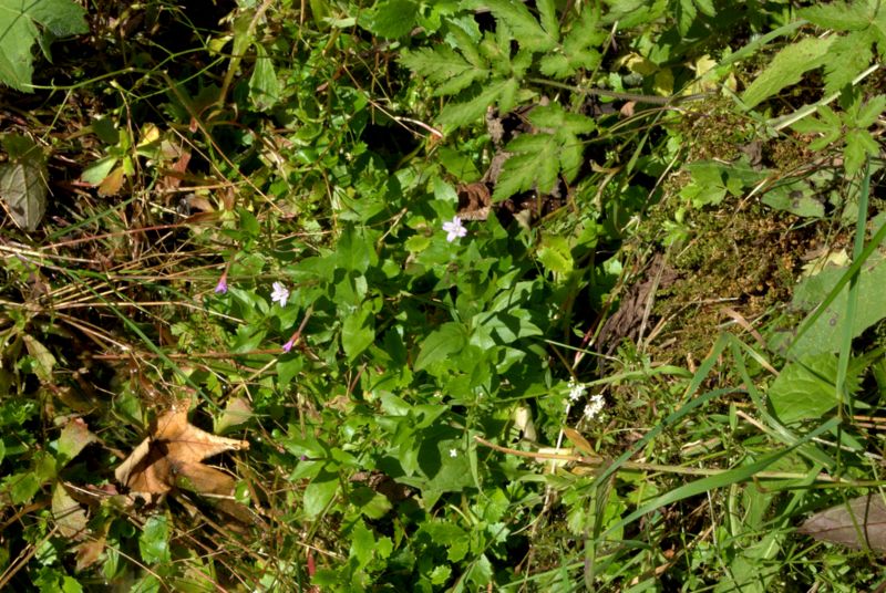 Epilobium cfr. alpestre