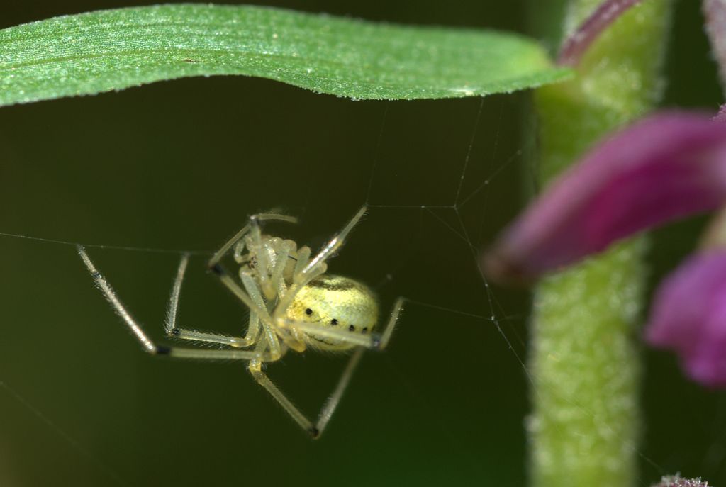 Enoplognatha sp.